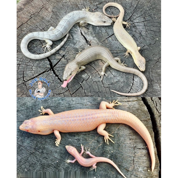 Photo inspiration: Joe Ball Blue Tongues Home Of The Lava Blue Tongue Photo Inspiration